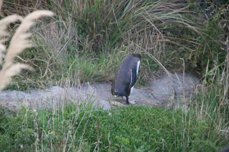 Nieuw-Zeeland 2011 - 1997
